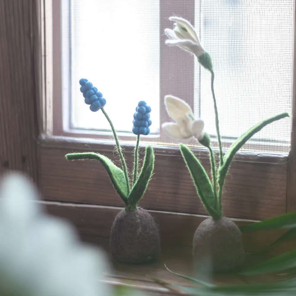 Standing Hyacinth