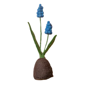Standing Hyacinth