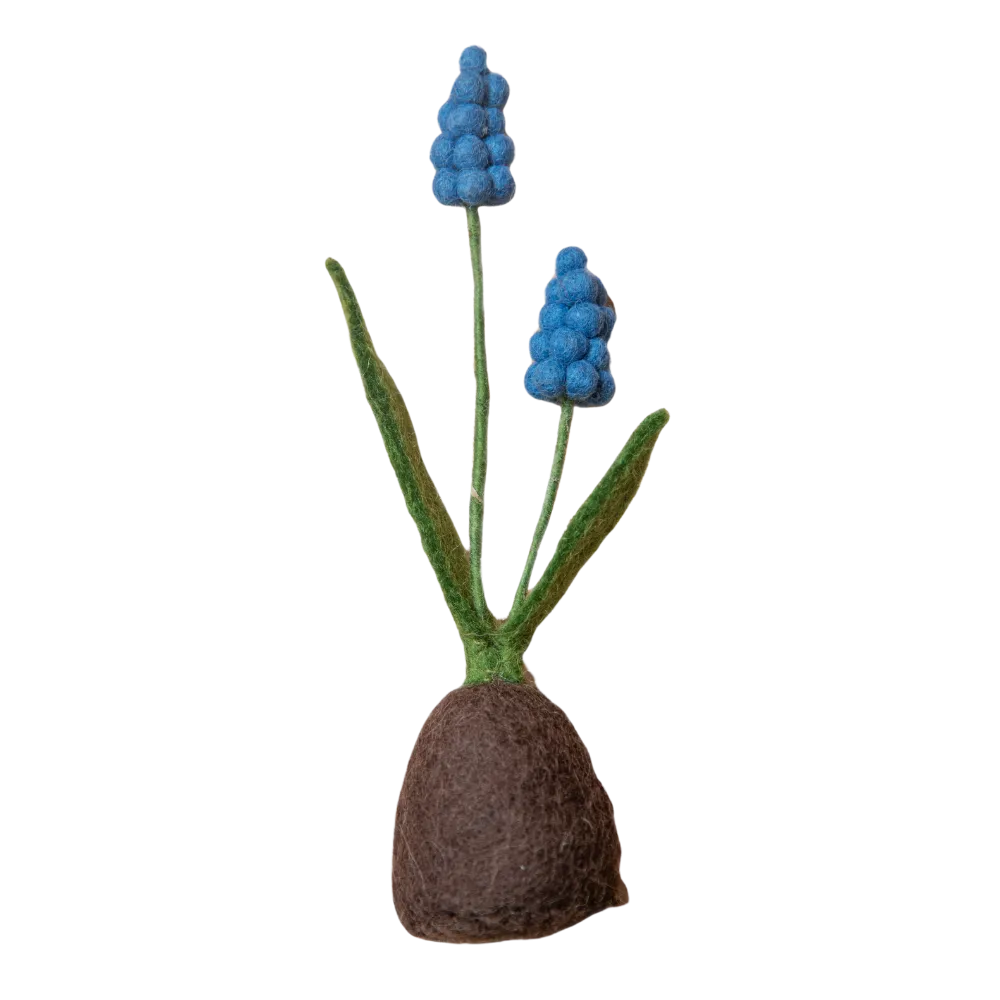 Standing Hyacinth
